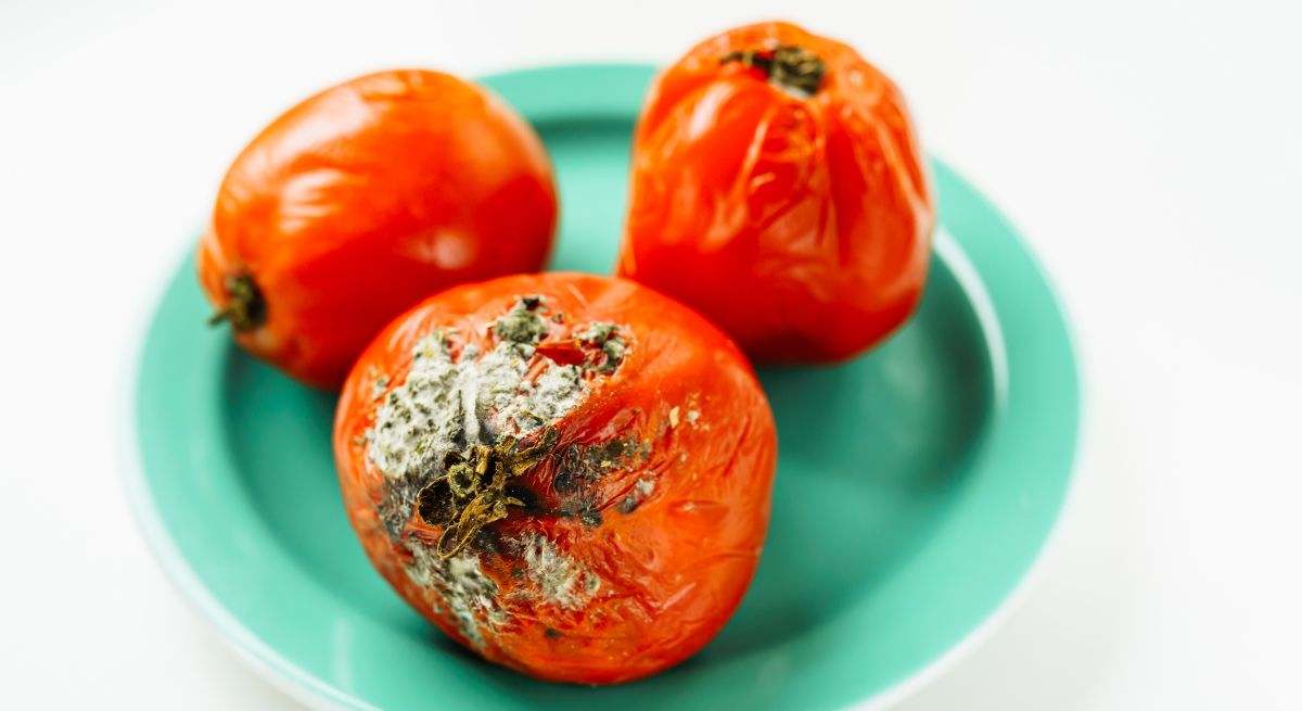 Tomate con moho