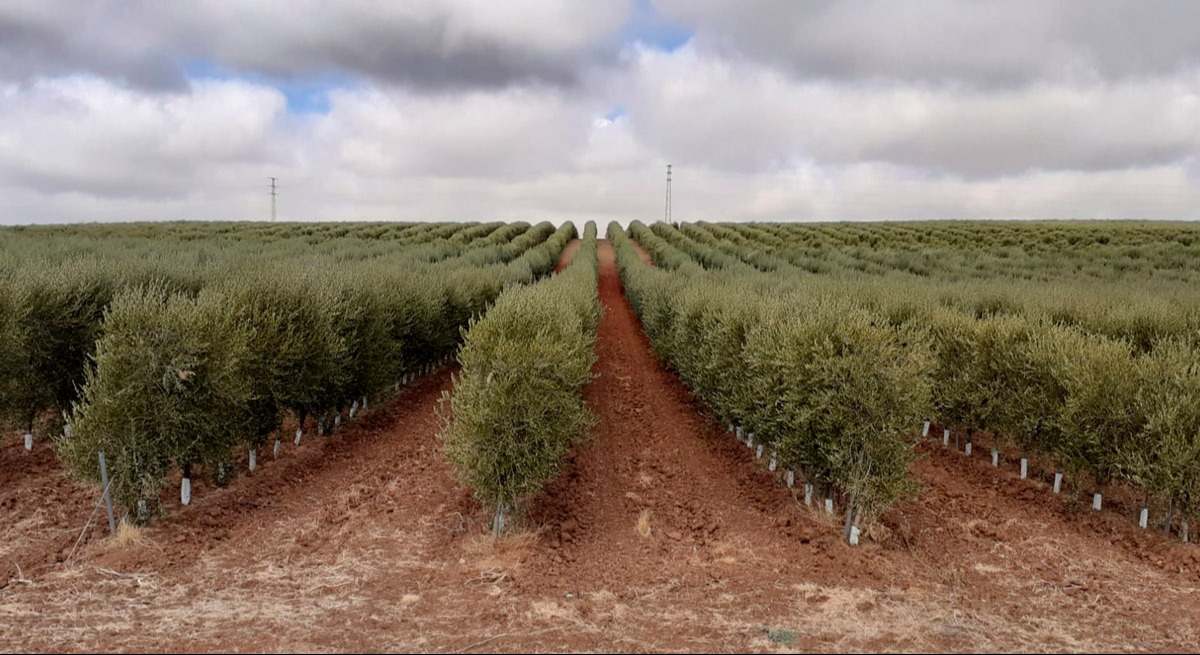 Finca de olivar superintensivo, el objeto de deseo de los fondos durante años.