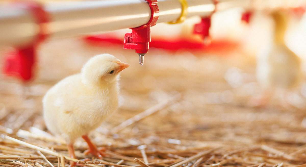 El sector del pollo está viviendo una época dorada
