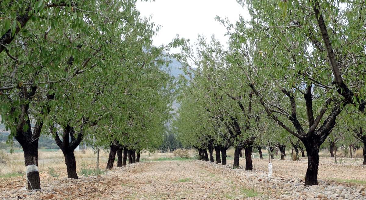arboles