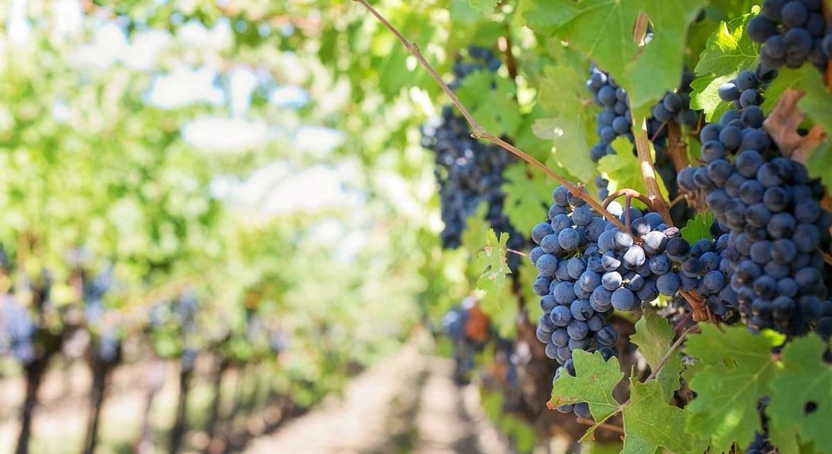 vino Aragon