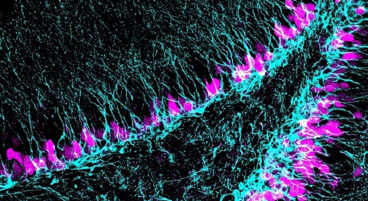 Región del cerebro donde se generan nuevas neuronas (azul) a lo largo de toda la vida