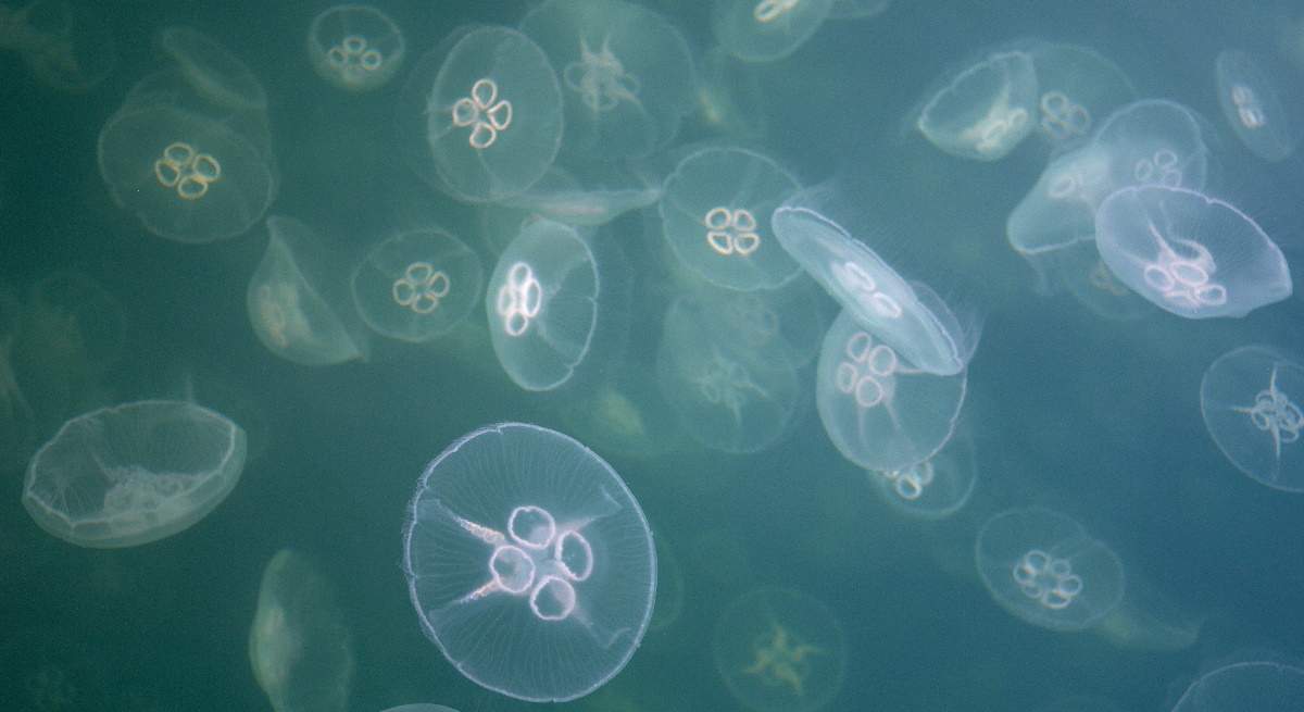 buena-medusas.jpg