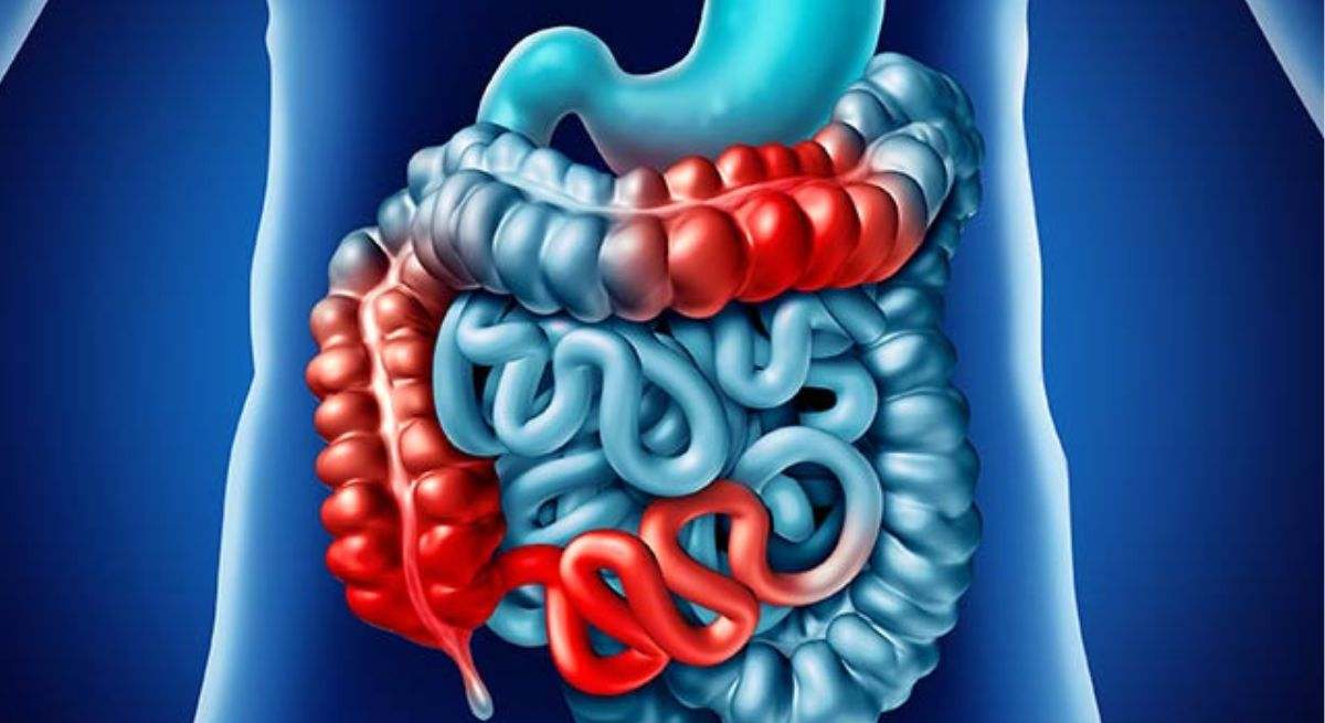 El intestino delgado es la parte más larga del sistema digestivo
