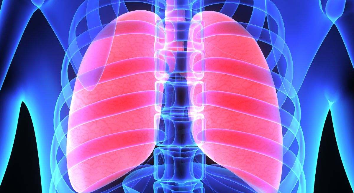 Los pulmones son una parte muy importante de nuestro organismo