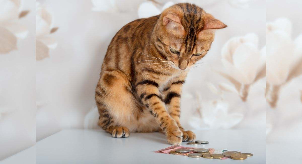 Un gato juega y tira de la mesa unas monedas y billetes. / Foto: iStock