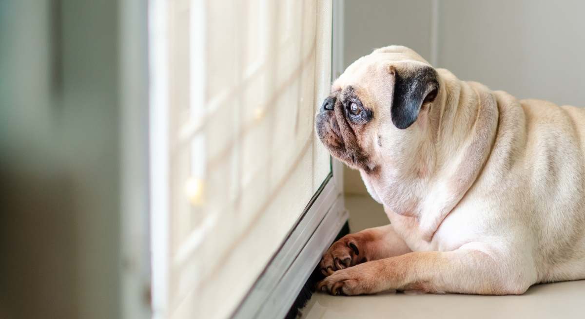 Los veterinarios alertan a los dueños de perros.