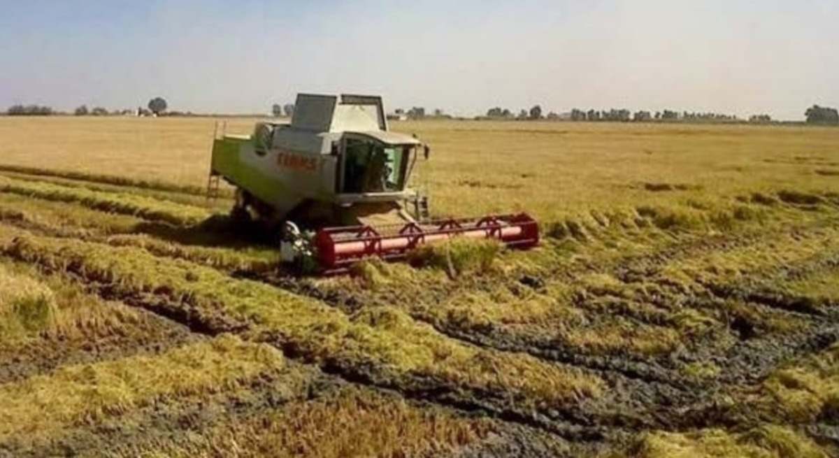 Recolección del arroz en Sevilla. Federación de Arroceros