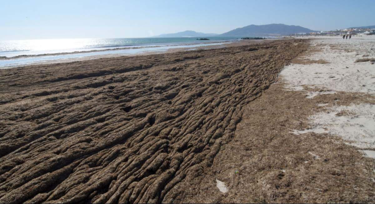 Alga asiática invasora en una playa de Cádiz en una imagen de archivo. Fernando Ruso