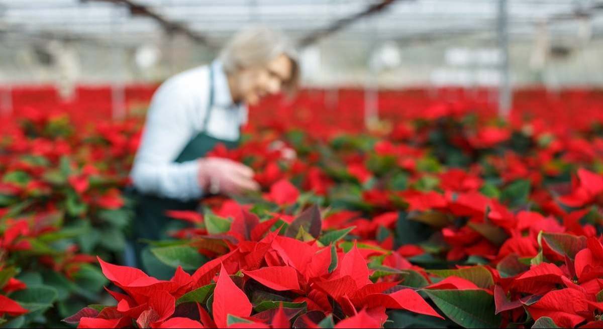 Flores de Pascua en un invernadero.