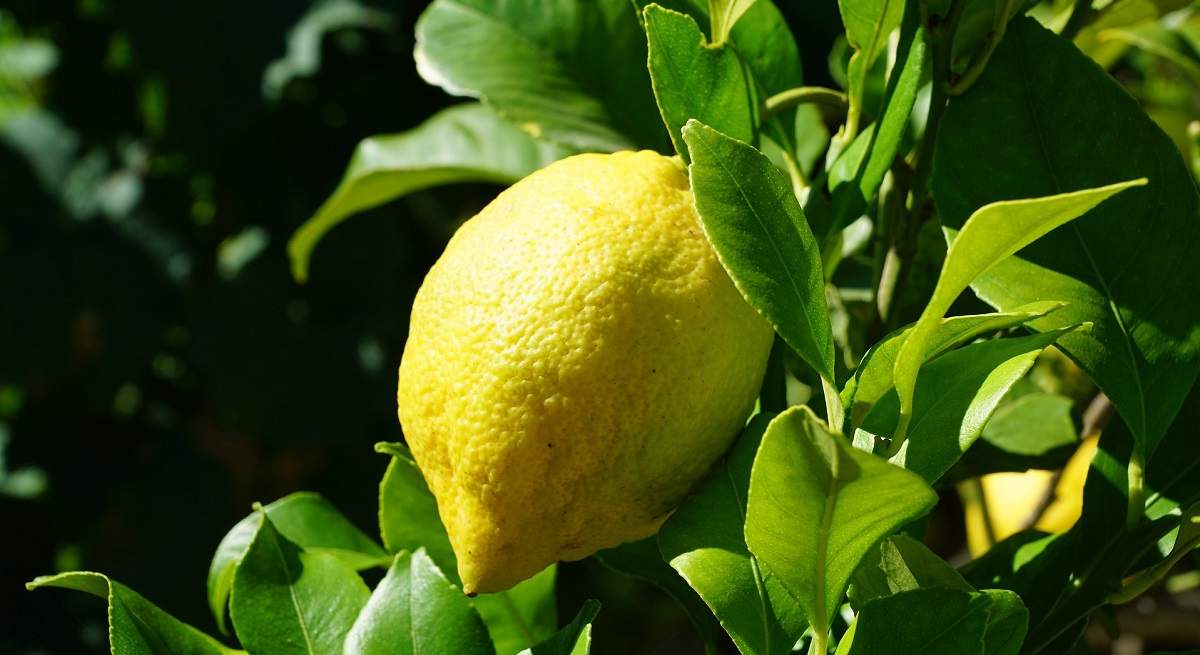 citricos.jpg