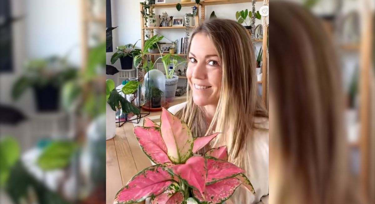 Las plantas "imposibles de matar" y más fáciles de cuidar (aunque te olvides): sobrevivirán a todo