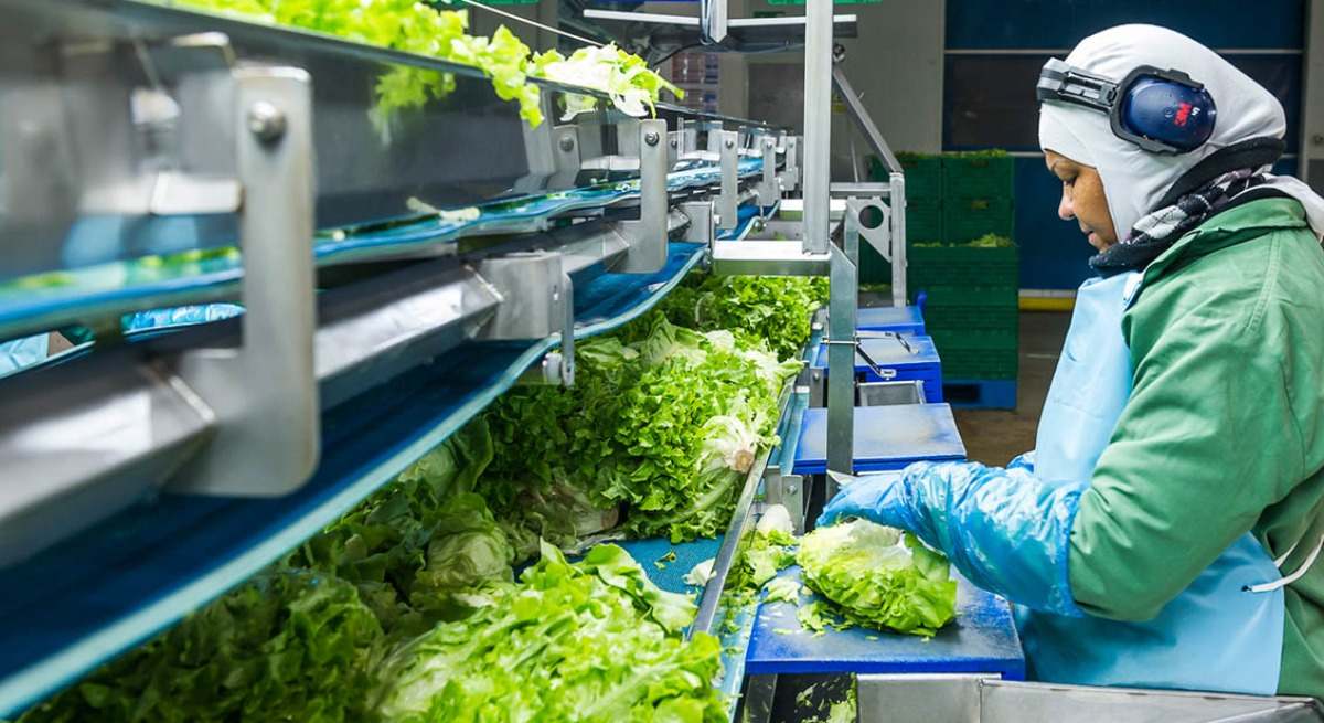 Una línea de producción de Foodiverse.