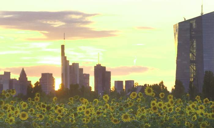 bce-girasoles-frankfurt.jpg