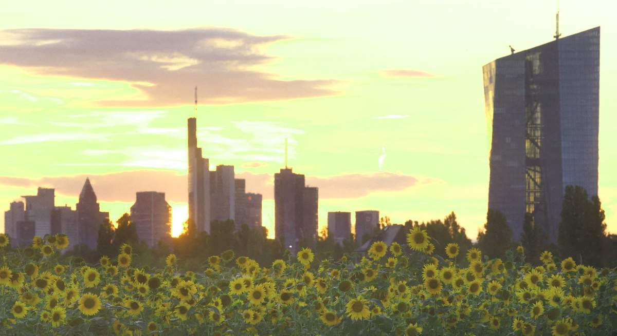 bce-girasoles-frankfurt.jpg