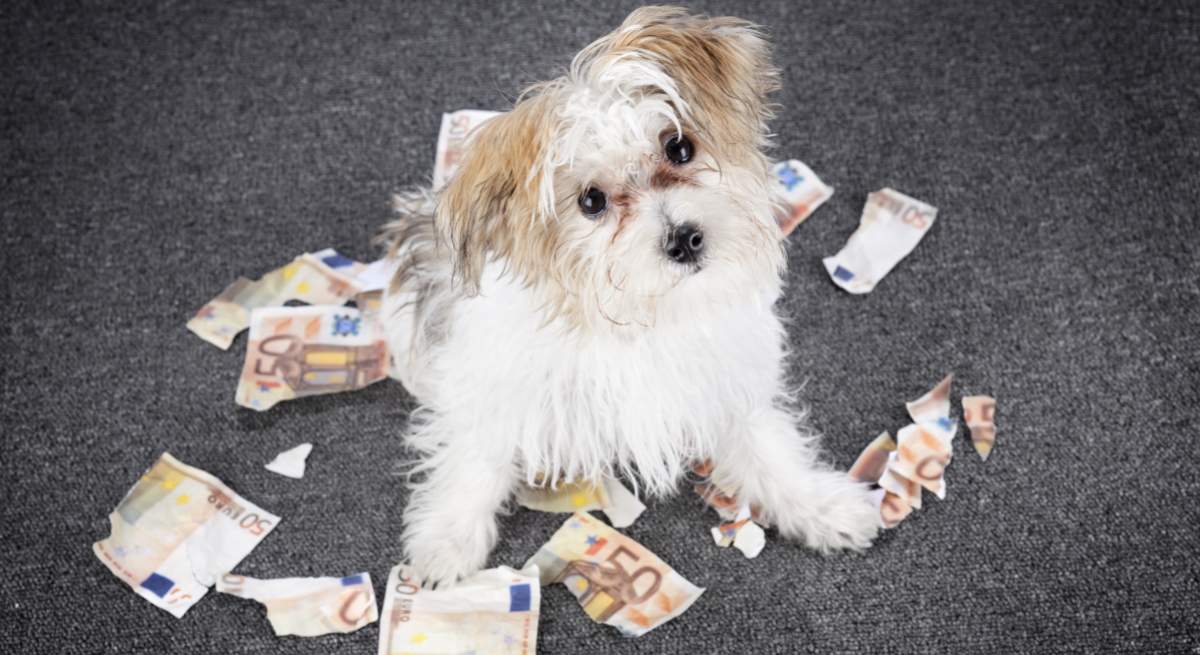 perro-billetes-dinero-istock.jpg