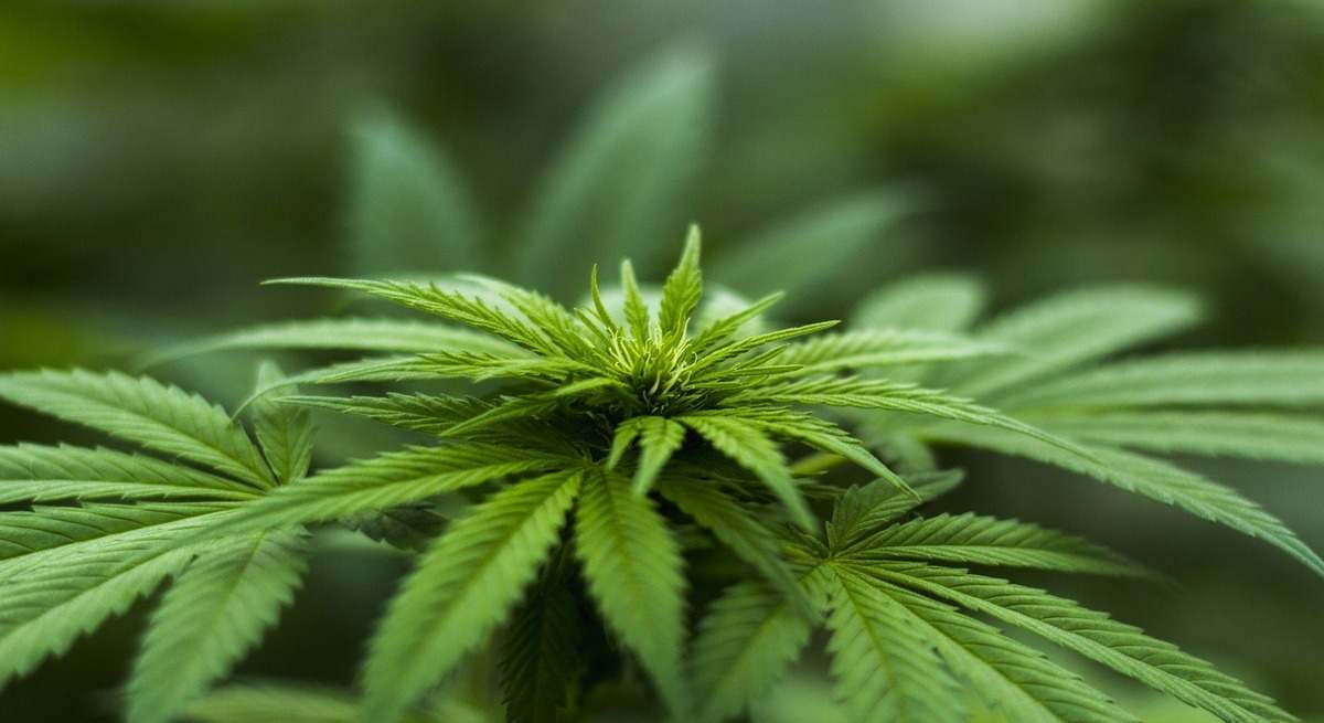 cannabinoides.jpg