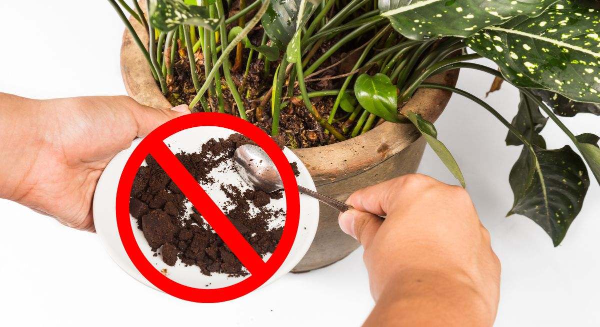 Posos de café como abono natural para plantas