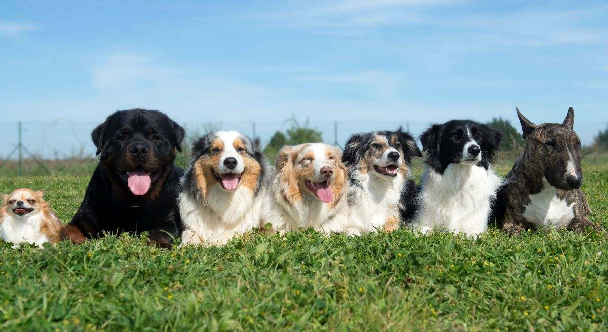 Varios perros en el césped