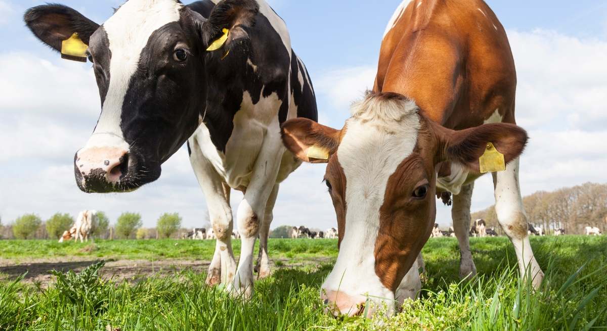 Vacas comiendo.