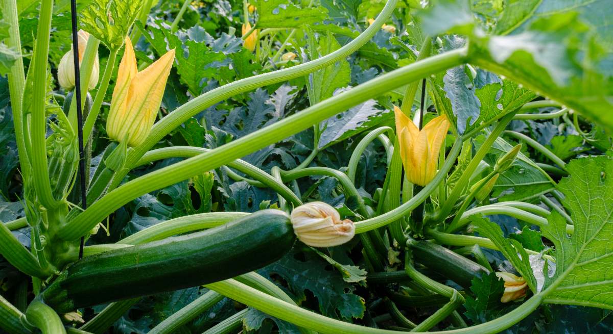 Calabacin.jpg