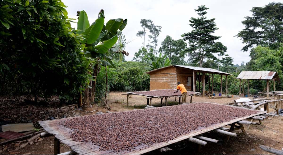 Cacao chocolate