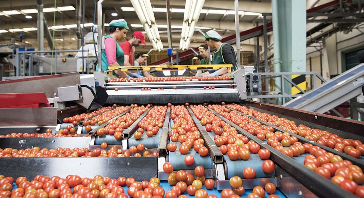 Imagen de recurso de unas trabajadoras en una fábrica de tratamiento de alimentos.