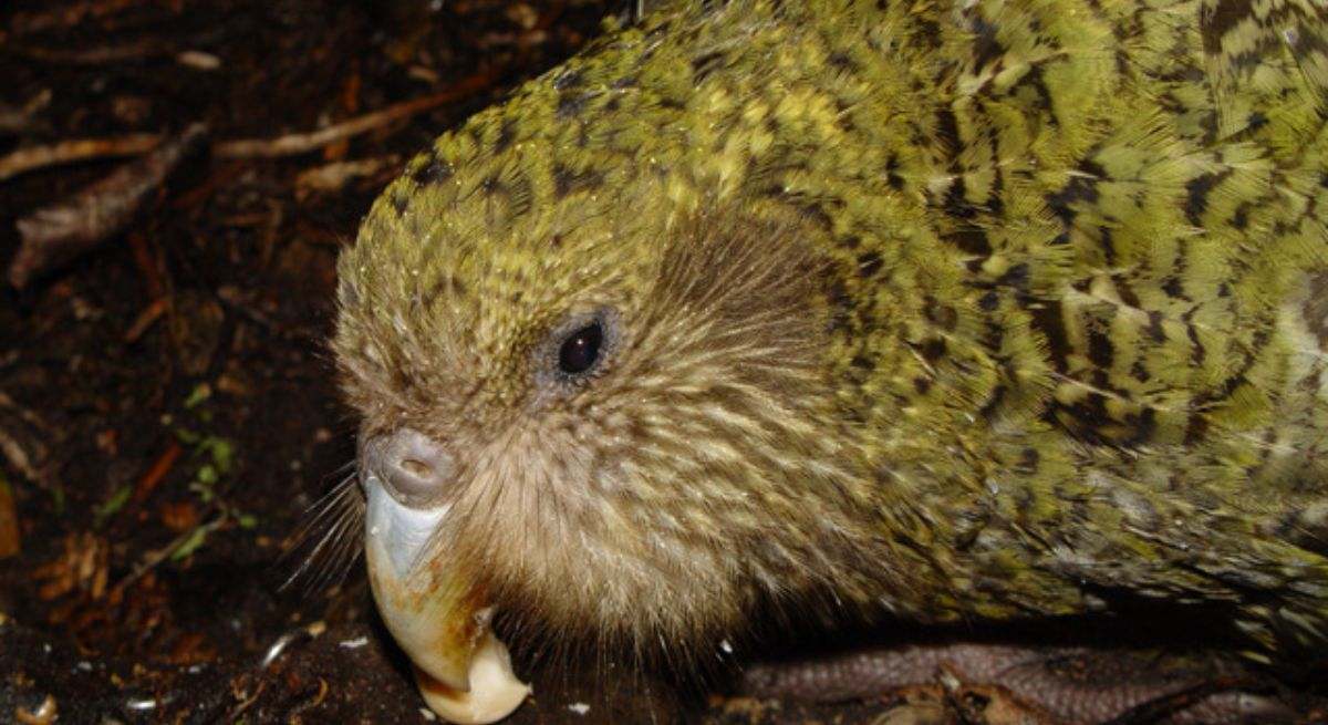 Imagen del loro nocturno australiano. / Foto: Wikipedia - Codfish Island