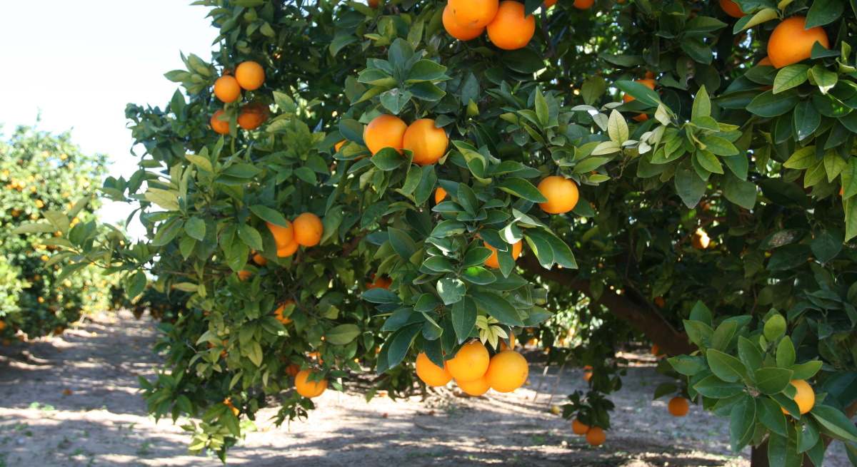 naranjas-valencia-campo-guillermolucas.jpg