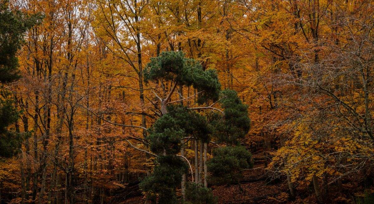 Paisaje de haya en otoño, en Tejera Negra, Cantalojas, Guadalajara