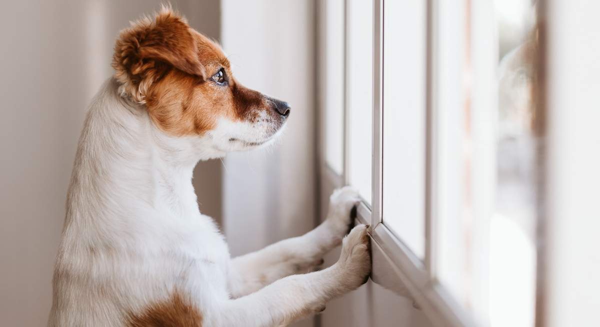 Perro.jpg