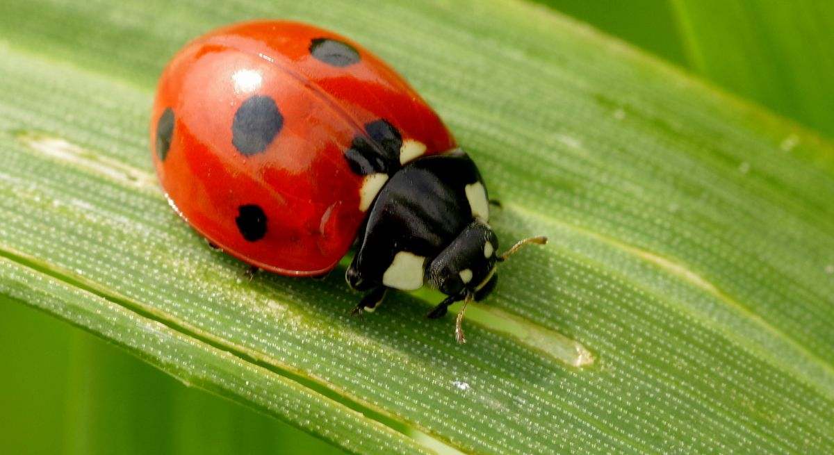 Insectos en España