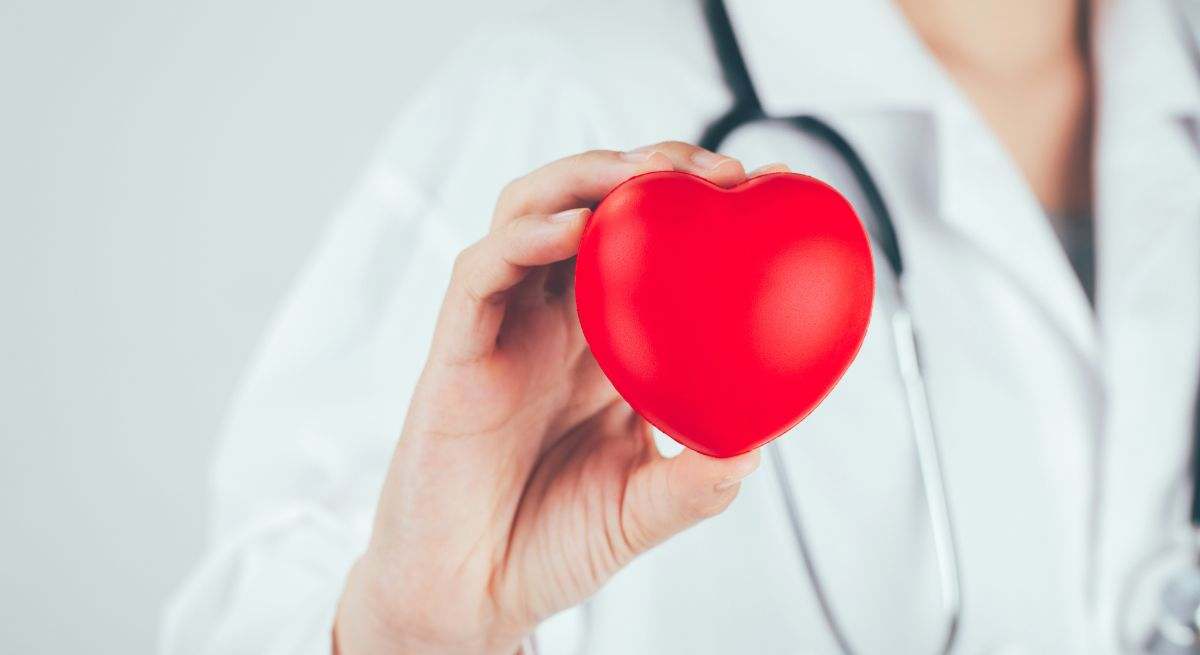 El corazón es el principal órgano del aparato circulatorio humano
