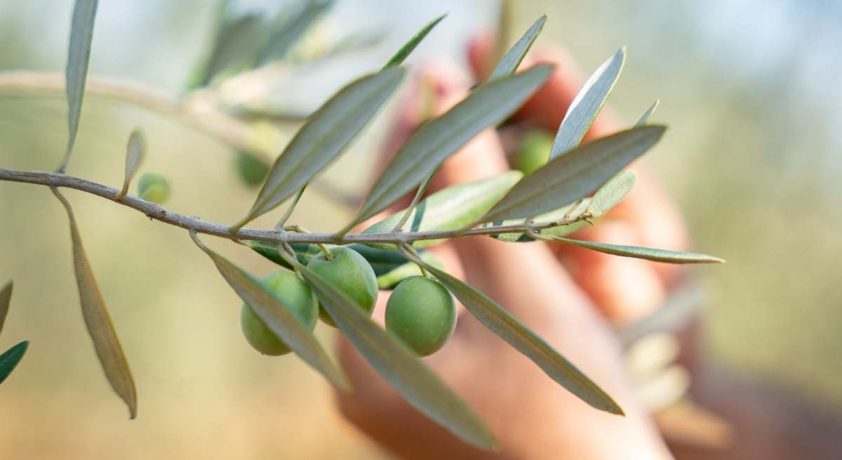ruso-aceitunas.jpg