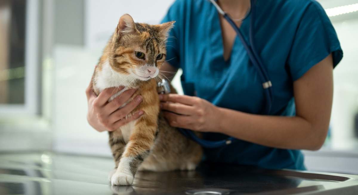 veterinaria-gato-consulta-iStock-1435555882.jpg