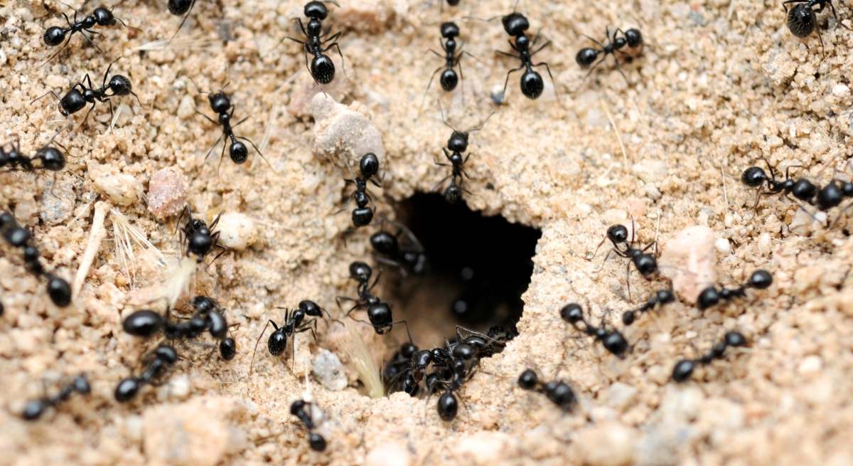 Investigadores españoles descubren novedades sobre las hormigas.