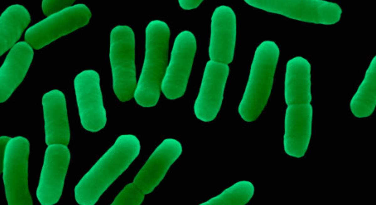 bacteruuaaa.jpg