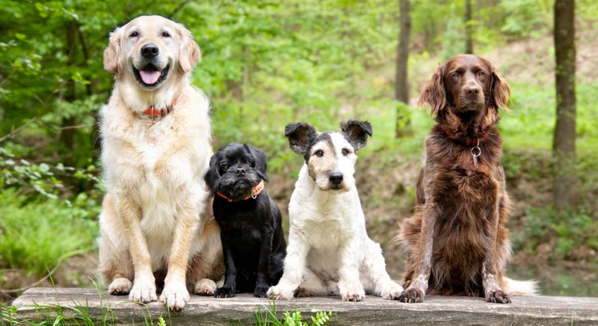 perros