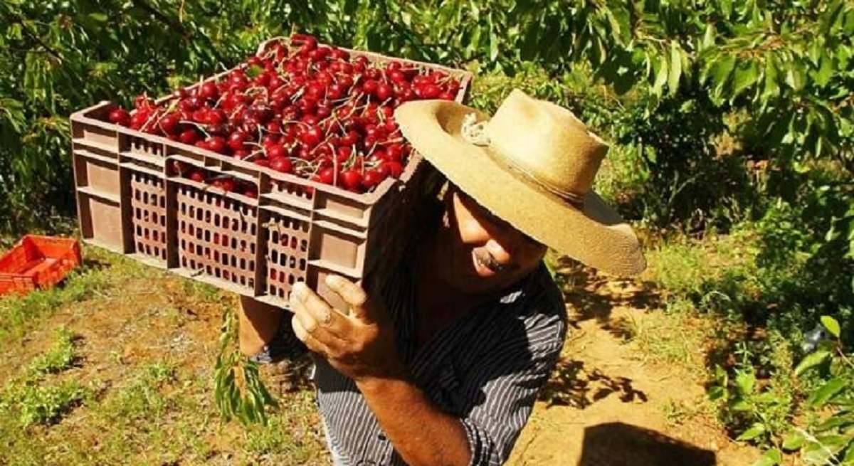 cerezas.jpg