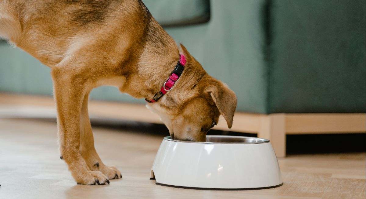 Un perro comiendo en el hogar de sus dueños