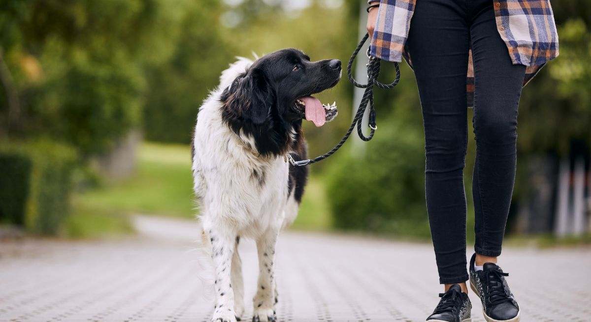 perro-paseo-istock.jpg
