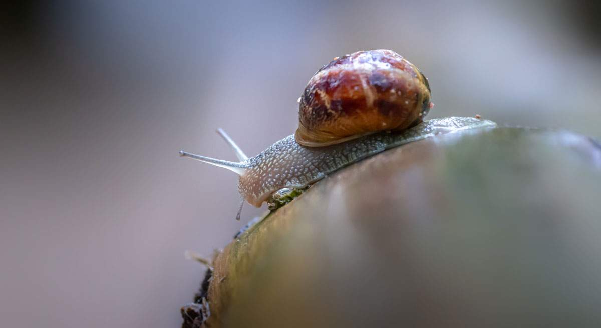 Lento-istock-1200.jpg
