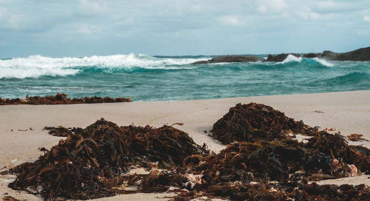 Algas en una playa