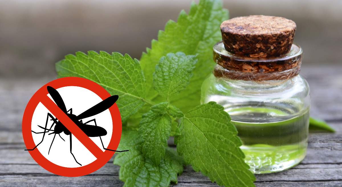 citronela-mosquitos.jpg