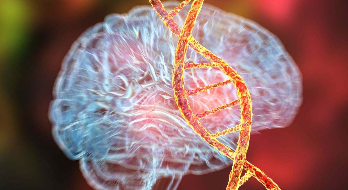 Los estudios de imagen han demostrado que las personas que tartamudean presentan diferencias en una variedad de áreas cerebrales.