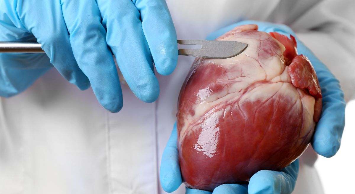 El corazón es el principal órgano del aparato circulatorio humano