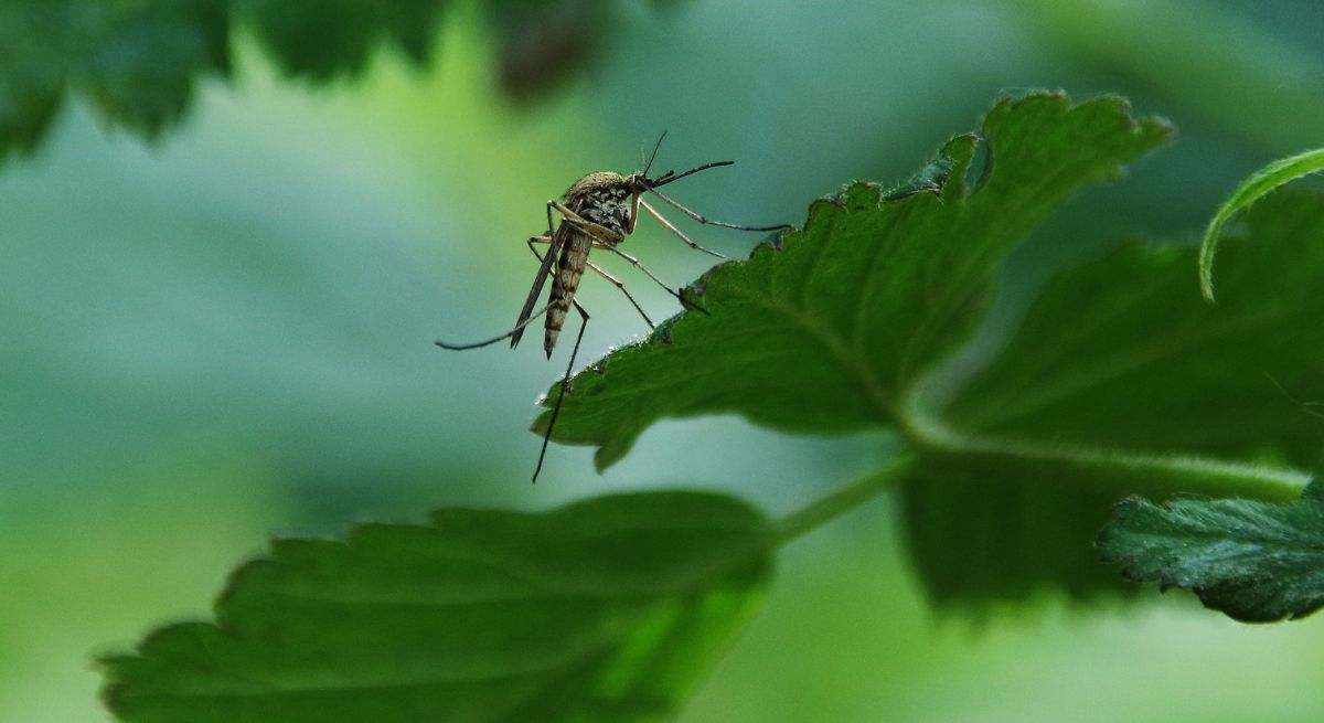Mosquito tigre