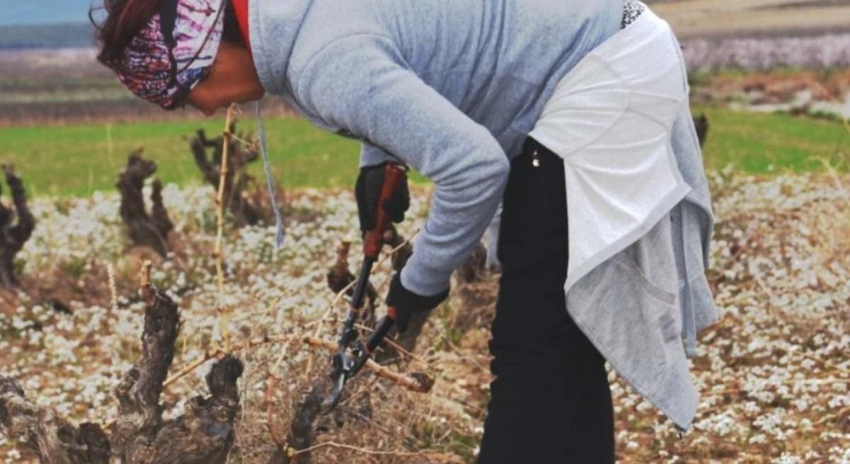 banco de tierras jovenes agricultores aragon