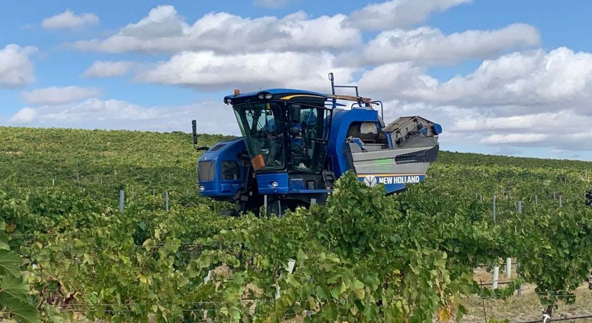 Vendimiadora en la DO Rueda