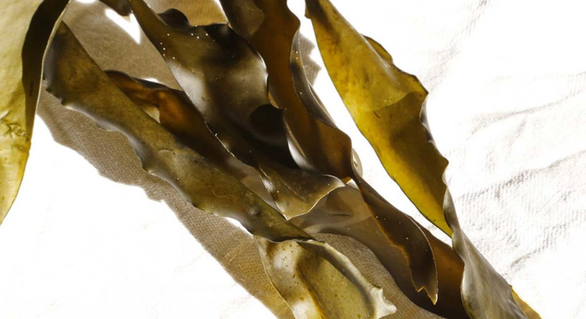 Ejemplar de alga Kombu
